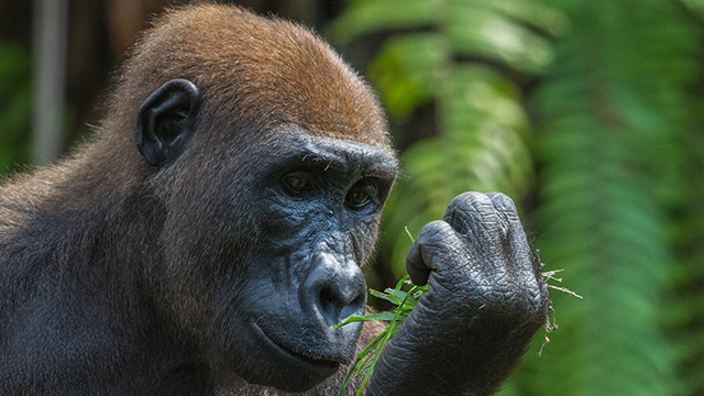image Gabon-3