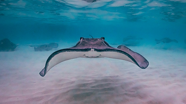 image Ilhas Caimão-3